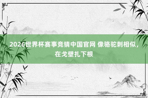 2026世界杯赛事竞猜中国官网 像骆驼刺相似，在戈壁扎下根